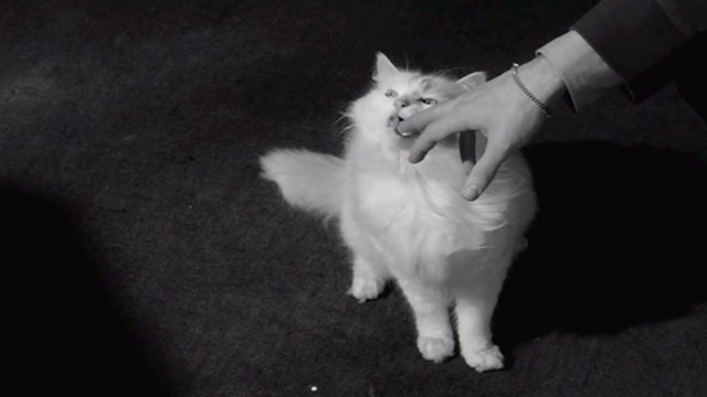 Orders to Kill - longhair white cat licking soup from finger