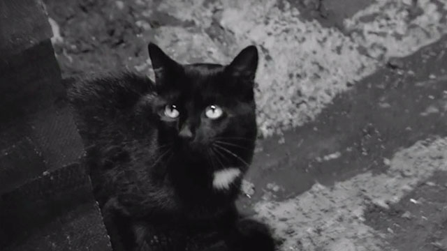 Orders to Kill - black cat with white marking