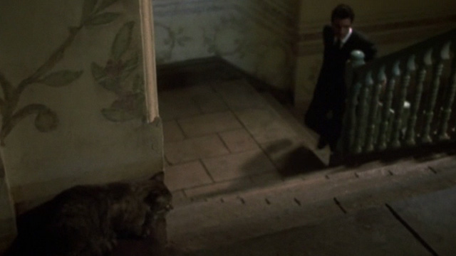 Original Sin - tabby cat at top of stairway which Luis Antonio Banderas is climbing