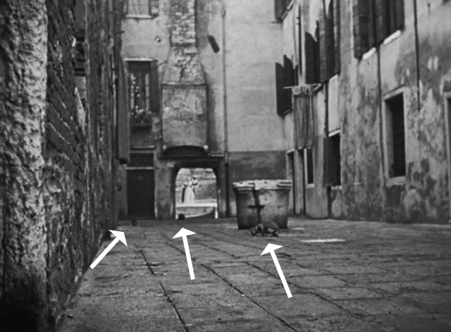 Othello - Venice cats in courtyard