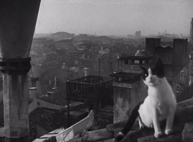 Othello - tuxedo cat on rooftop