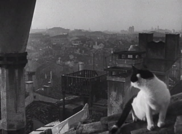 Othello - tuxedo cat on rooftop