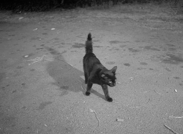 The Other Side of Madness - black cat walking past camera