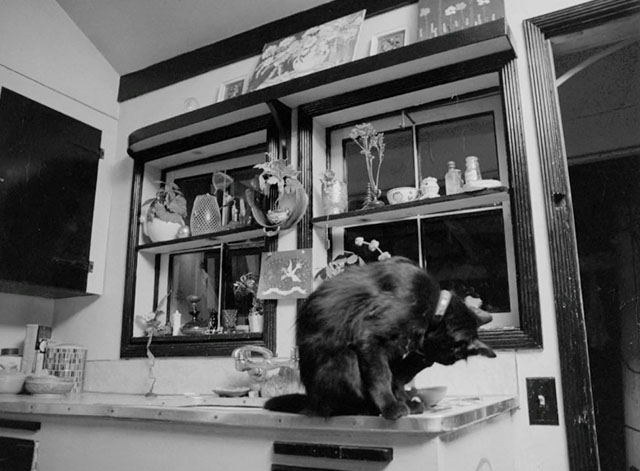 The Other Side of Madness - black cat preening foot on kitchen sink