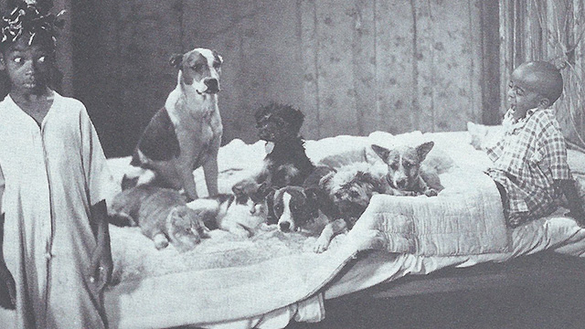 Our Gang - Little Daddy - still of Farina and Stymie on bed with cats and dogs