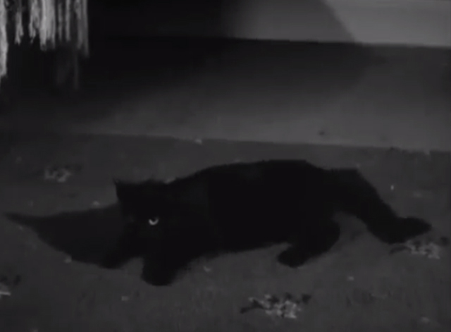 Our Gang - Night 'n' Gales - black cat lying on floor