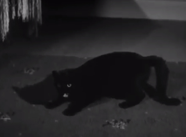 Our Gang - Night 'n' Gales - black cat lying on floor