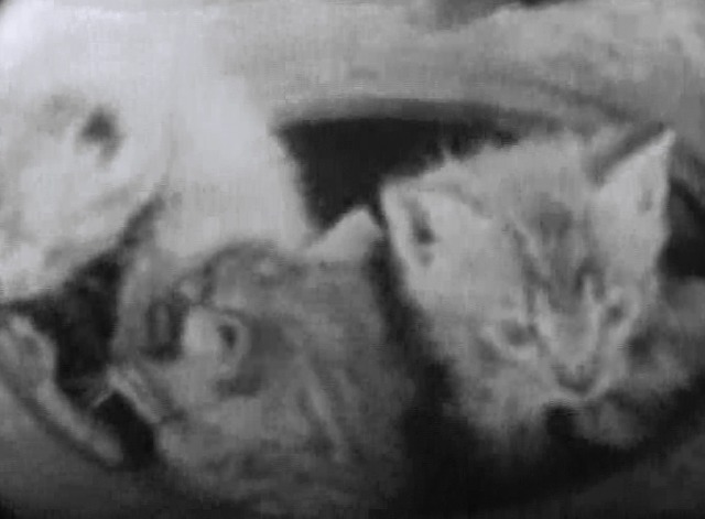 Our Gang - Saturday Morning - three kittens inside stove burner