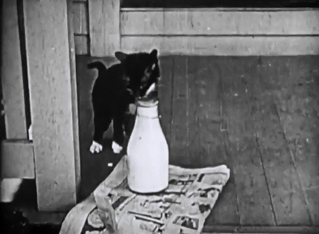 Our Gang - Sunday Calm - black and white tuxedo cat licking milk bottle