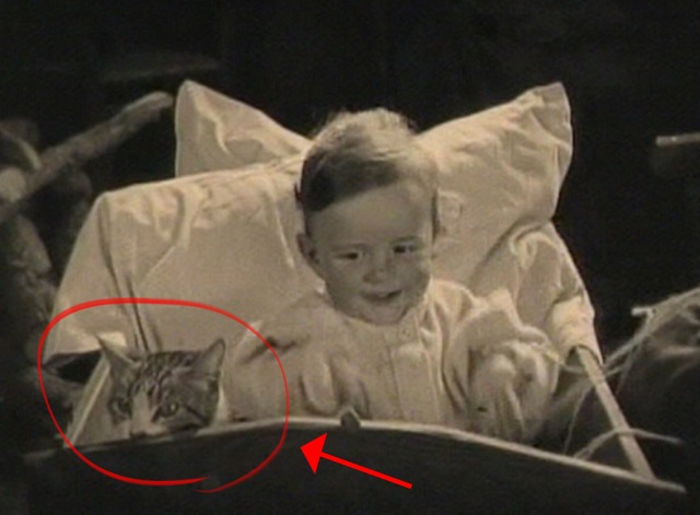 Our Hospitality - cat in crib