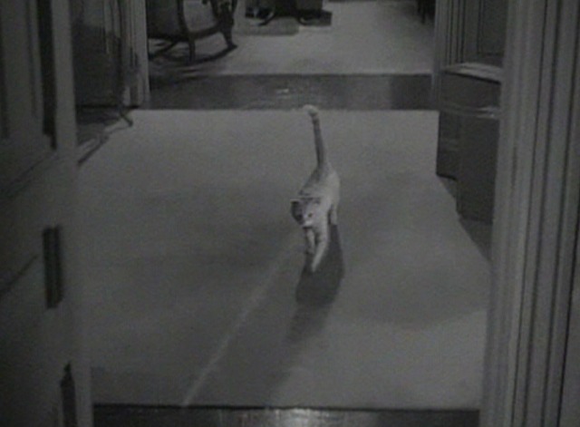 Our Miss Brooks movie - Orangey as Minerva cat running towards room