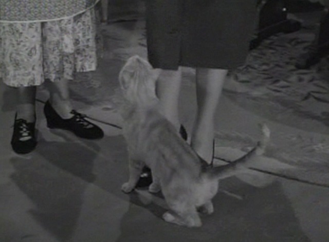 Our Miss Brooks movie - Orangey as Minerva cat at Miss Brooks' feet
