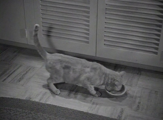 Our Miss Brooks movie - Orangey as Minerva cat eating from bowl