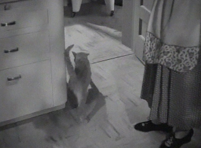 Our Miss Brooks movie - Orangey as Minerva cat walking outside