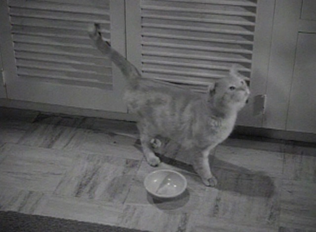 Our Miss Brooks movie - Orangey as Minerva cat