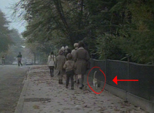 Our Mother's House cat on sidewalk