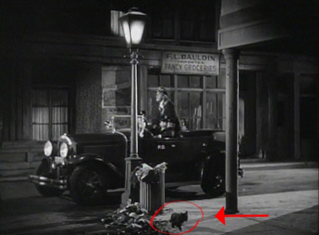 Our Relations - black cat running away