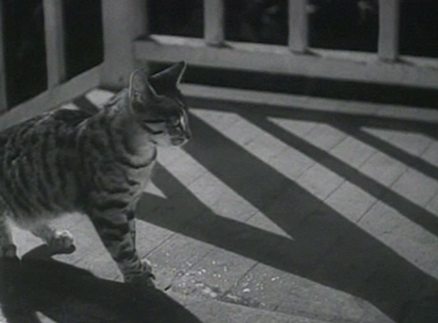 Our Town - tabby cat watches milkman walk away