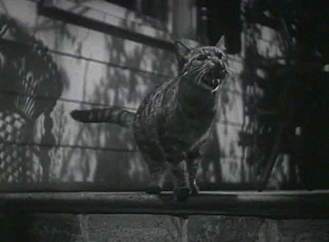 Our Town - tabby cat meows as milkman approaches