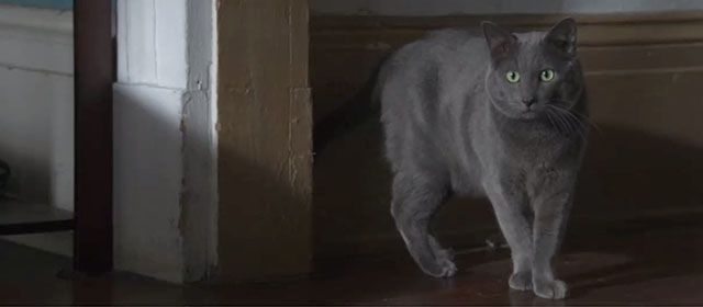 Out of Blue - blue shorthair cat Lola