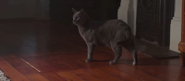 Out of Blue - blue shorthair cat Lola