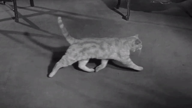 Over-Exposed - ginger tabby cat Napoleon Orangey Minerva crossing floor