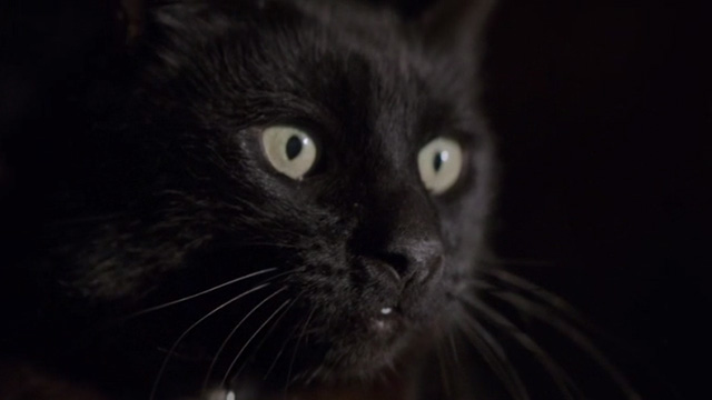 The Pack - black cat close up