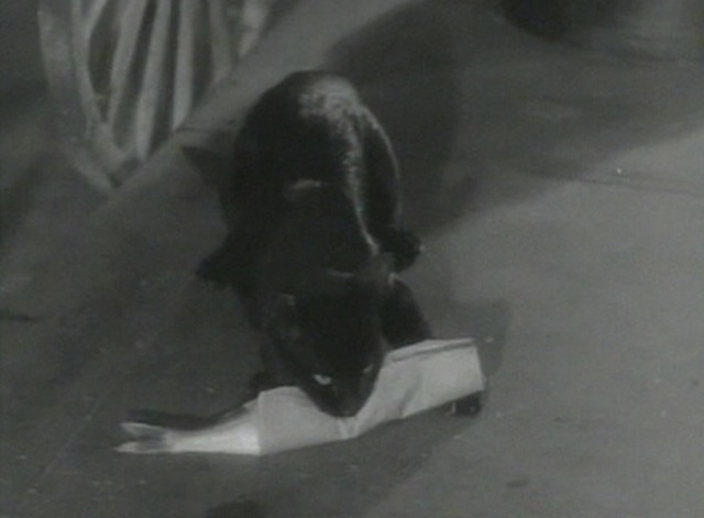 Parachute Jumper - black cat crouched on sidewalk with fish closer