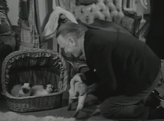 Paradise for Three - Siamese kittens in basket