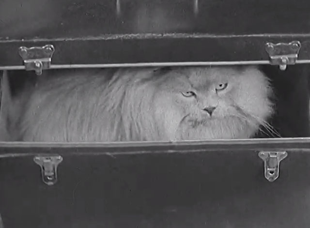 Paris Cat Show 1938 - Persian cat in case