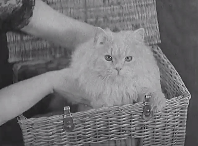 Paris Cat Show 1938 - Persian cat inside basket