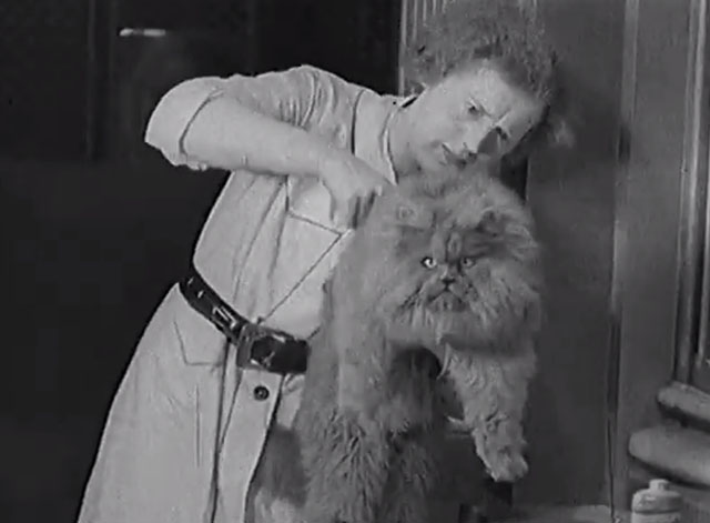 Paris Cat Show 1938 - gray Persian cat brushed by woman