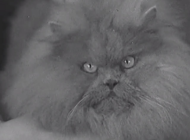 Paris Cat Show 1938 - gray Persian cat close up
