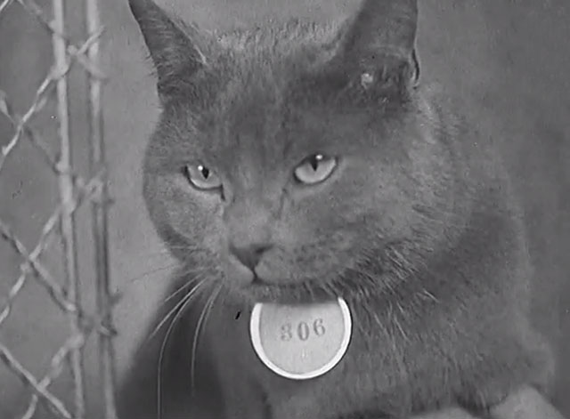 Paris Cat Show 1938 - blue shorthair cat close