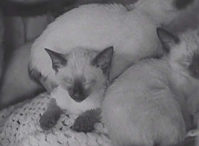Paris Cat Show 1938 - Siamese kittens sleeping