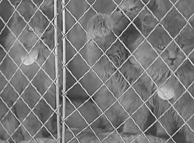 Paris Cat Show 1938 - gray Persian cats in cage