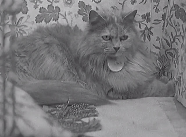 Paris Cat Show 1938 - Persian cat in display case