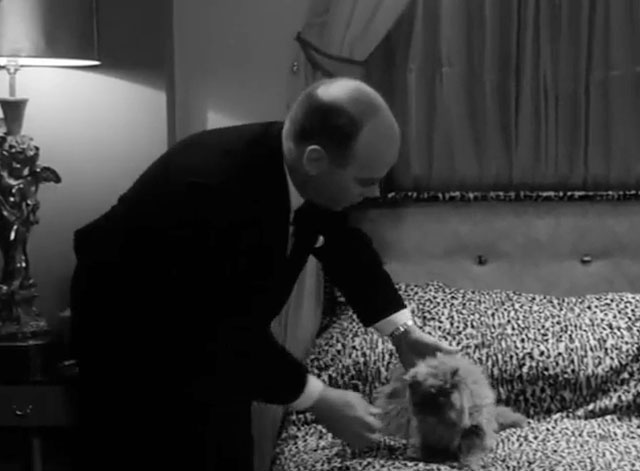 Part-Time Wife - Drew Kenneth J. Warren moving gray Persian cat on bed