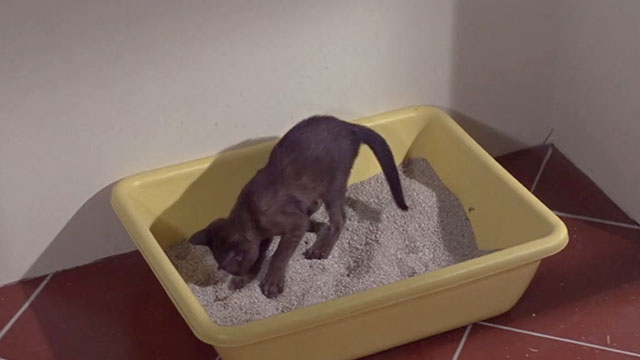 The Party - grey cat scratching in litter box