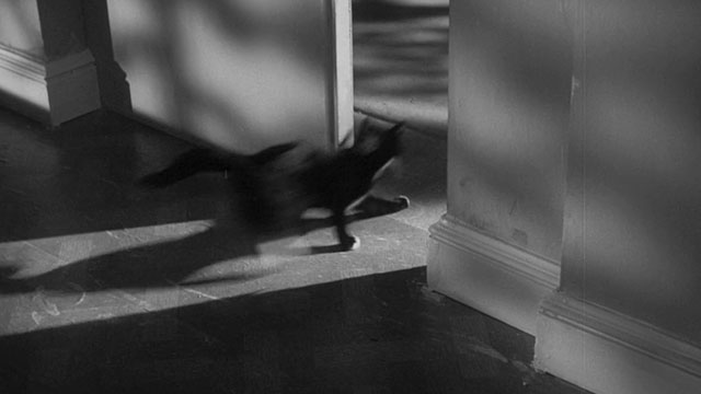 Passport to Shame - Room 43 - black and white tuxedo kitten Mignon running through door