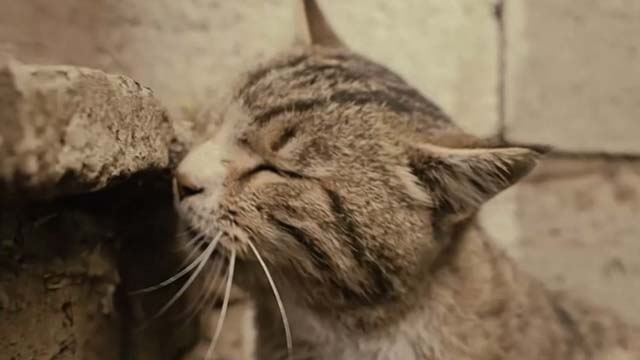 The Patience Stone - close up of rough looking tabby cat