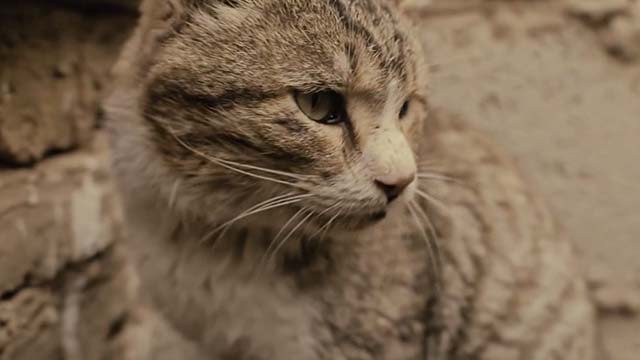 The Patience Stone - close up of rough looking tabby cat