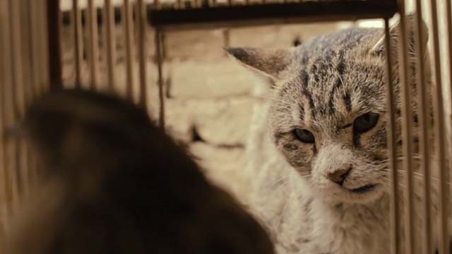The Patience Stone - rough looking tabby cat looking at quail in cage