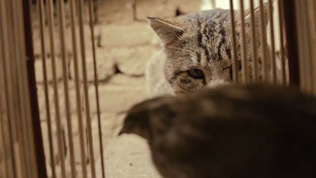The Patience Stone - rough looking tabby cat looking at quail in cage