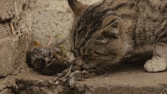 The Patience Stone - rough looking tabby cat eating quail