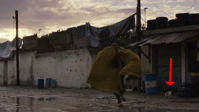 The Patience Stone - orange and white cat on street with woman running