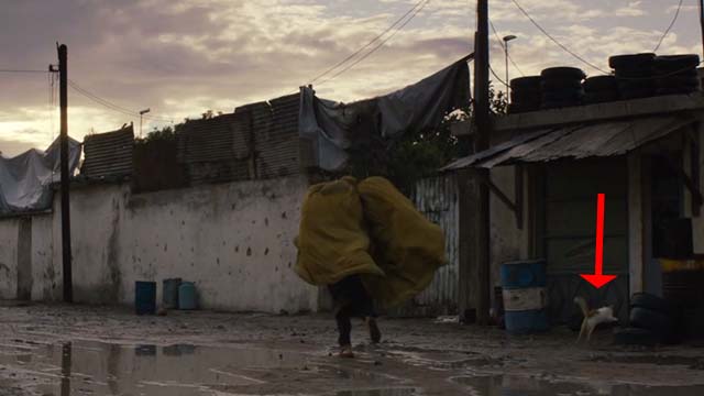 The Patience Stone - orange and white cat jumping onto tires with woman running