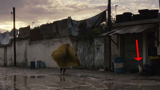 The Patience Stone - orange and white cat watching woman run past
