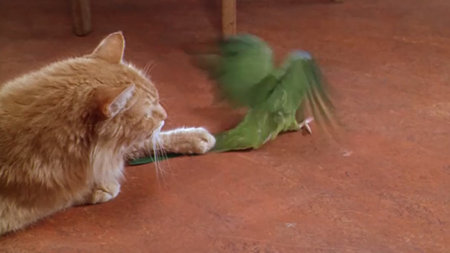 Paulie - long-haired ginger tabby cat with paw on Paulie parrot's tail