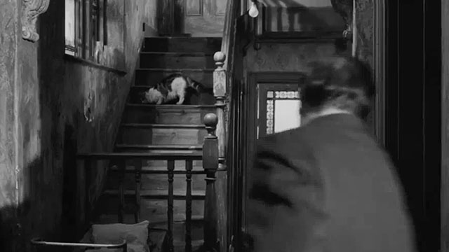 Payroll - longhair tabby and white cat on stairs